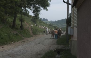 Troupeau de chèvres à Purcareni / Goats in Purcareni Troupeau de chèvres à Purcareni / Goats in Purcareni