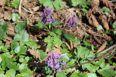 Fleurs de printemps, vallée de Zizin / Spring flowers, Zizin valley