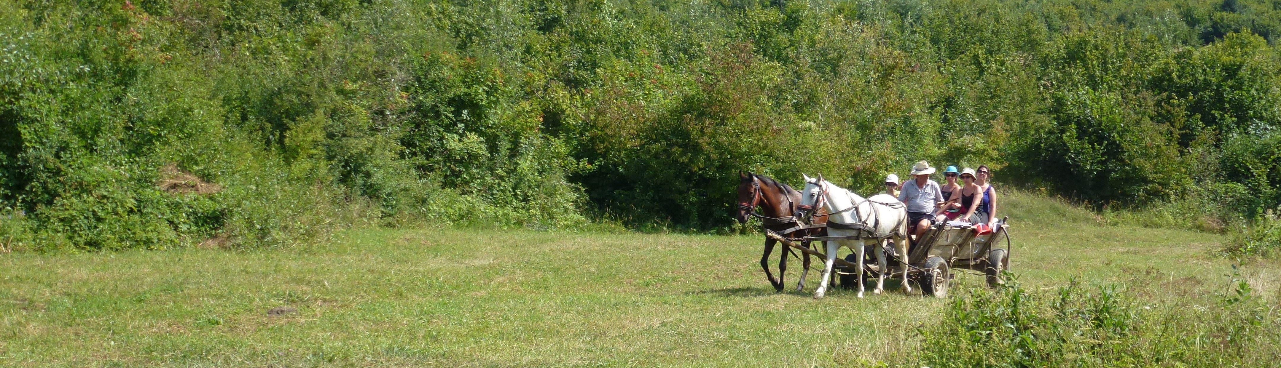 Balade en charette dans la vallée de Pucareni, Carpates, Transylvanie, Roumanie