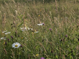 Fleurs des champs à Purcareni / Wild flowers in Purcareni Fleurs des champs à Purcareni / Wild flowers in Purcareni
