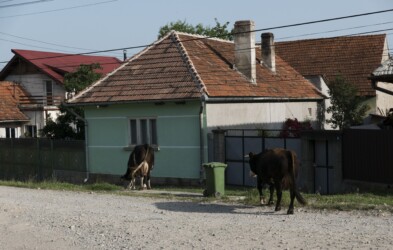 Dans les rues de Purcareni / In the streets of Purcareni Dans les rues de Purcareni / In the streets of Purcareni