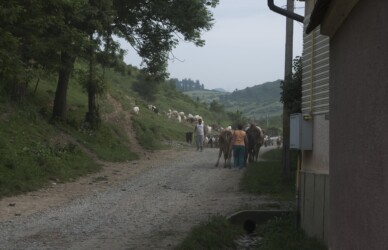 Troupeau de chèvres à Purcareni / Goats in Purcareni Troupeau de chèvres à Purcareni / Goats in Purcareni