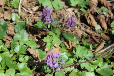 Fleurs de printemps, vallée de Zizin / Spring flowers, Zizin valley