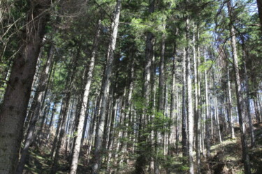 Forêt profonde de Transylvanie / Deep Forest of Transylvania