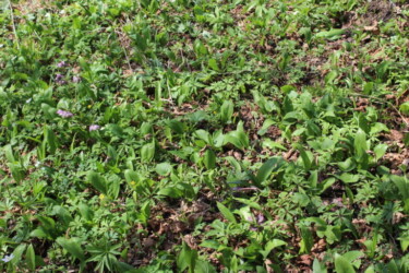 L'ail des ours de la vallée de Zizin / Wild garlic from the Zizin valley L'ail des ours de la vallée de Zizin / Wild garlic from the Zizin valley